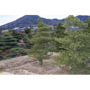 (株)一樹園 寿松 樹齢60年 植木 庭木 庭...の詳細画像3