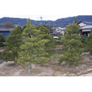 (株)一樹園 寿松 樹齢60年 植木 庭木 庭...の詳細画像4