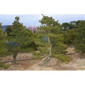 (株)一樹園 寿松 樹齢60年 植木 庭木 庭...の詳細画像5