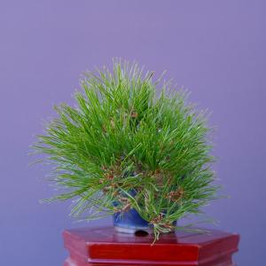 (株)一樹園 赤松 小品盆栽/樹齢13年の詳細画像2