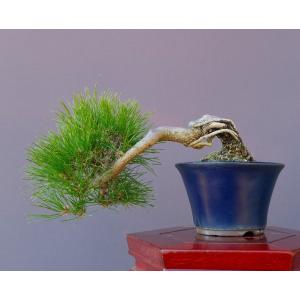 (株)一樹園 赤松 小品盆栽/樹齢13年の詳細画像3