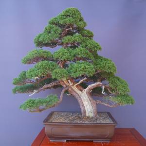 （株）一樹園　　真柏　　大品盆栽／樹齢70年