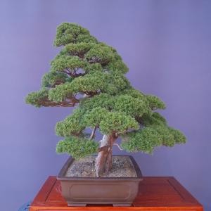 (株)一樹園 真柏 大品盆栽/樹齢70年の詳細画像2
