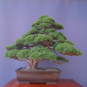 (株)一樹園 真柏 大品盆栽/樹齢70年の詳細画像3