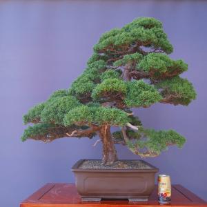 (株)一樹園 真柏 大品盆栽/樹齢70年の詳細画像5