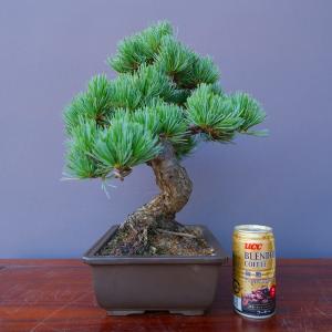 (株)一樹園 宮島五葉松 中品盆栽/樹齢30年の詳細画像4