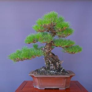 （株）一樹園　　　　山採り淡路黒松　　　大品盆栽／樹齢200年