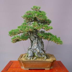 （株）一樹園　　　　　寿松　　　　　大品盆栽／樹齢100年