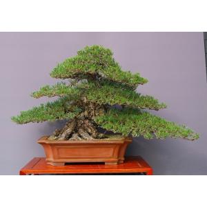 （株）一樹園　　　　寿松　　　大品盆栽／樹齢80年