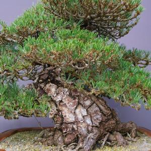(株)一樹園 寿松 大品盆栽/樹齢80年の詳細画像4