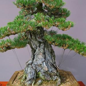 (株)一樹園 寿松 大品盆栽/樹齢100年の詳細画像1