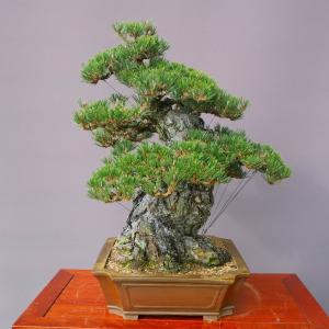 (株)一樹園 寿松 大品盆栽/樹齢100年の詳細画像2