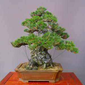 (株)一樹園 寿松 大品盆栽/樹齢100年の詳細画像3