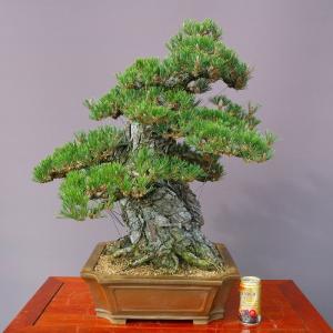 (株)一樹園 寿松 大品盆栽/樹齢100年の詳細画像5