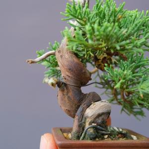(株)一樹園 糸魚川真柏 豆盆栽/樹齢18年の詳細画像4