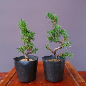 中品盆栽：瑠璃瓢箪(るりびょうたん)【現品】*Ruribyoutann【送料無料