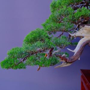(株)一樹園 山採り真柏(山秋鉢) 中品盆栽/...の詳細画像2