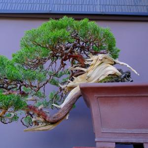 (株)一樹園 山採り真柏(山秋鉢) 中品盆栽/...の詳細画像3