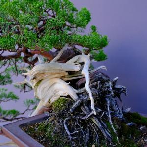 (株)一樹園 山採り真柏(山秋鉢) 中品盆栽/...の詳細画像4