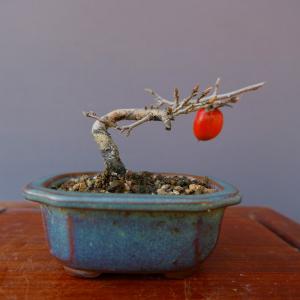 盆栽 ミニ盆栽 「老爺柿（雄木）」 カキ ロウヤガキ ローヤガキ 小品