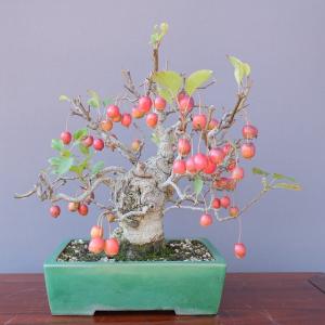 盆栽：枸杞（クコ）くこ*(鉢カケ有)現品 kuko bonsai Lycium chinense