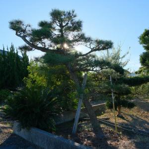 (株)一樹園 黒松 庭木/樹齢70年の詳細画像1