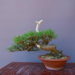(株)一樹園 赤松 中品盆栽/樹齢40年の詳細画像3