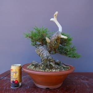 (株)一樹園 赤松 中品盆栽/樹齢40年の詳細画像5