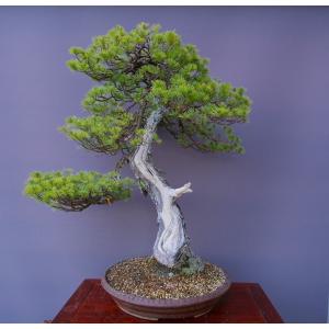 （株）一樹園　　山採り五葉松　　大品盆栽／樹齢１００年