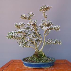 盆栽小鉢：美芸（常滑）六角鬼面足面付鉢 21.5cm*資材 : 遊恵盆栽