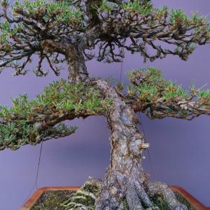 (株)一樹園 寿松 大品盆栽/樹齢60年の詳細画像1