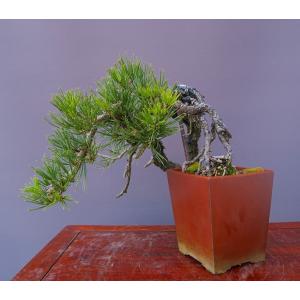 (株)一樹園 山採り旭竜松【限定品】 中品盆栽...の詳細画像3