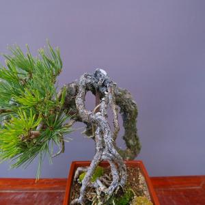 (株)一樹園 山採り旭竜松【限定品】 中品盆栽...の詳細画像5