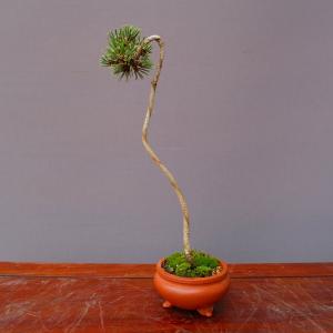 小品盆栽：特選寒ぐみ 現品*カングミ Kangumi : 遊恵盆栽 Yahoo!店