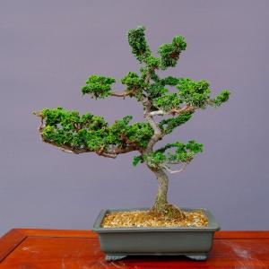 株）一樹園 山採り杜松 中品盆栽／樹齢80年 : 一樹園 - 通販 - Yahoo