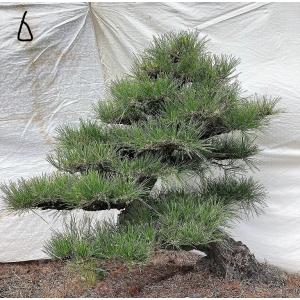 【黒松】 樹高 45cm A-BONSAI Chokkan （黒松 高45cm） – J-和インターナショナルストア