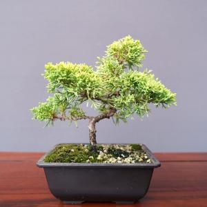 【中品　真柏盆栽】　　　　　　 ⭕足元注目お薦め品❗ 真柏」朱泥丸鉢 | 盆栽 | 四国新聞社