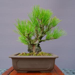 株）一樹園 瑞祥五葉松3本セット 小品盆栽／樹齢4年 : 一樹園 - 通販