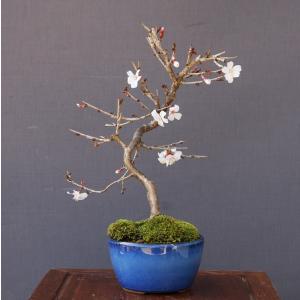 株）一樹園 白長寿梅 小品盆栽／樹齢6年 : 一樹園 - 通販 - Yahoo