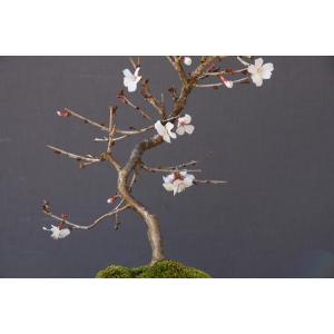 (株)一樹園 信濃寒桜 小品盆栽/樹齢8年の詳細画像1
