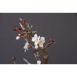 (株)一樹園 信濃寒桜 小品盆栽/樹齢8年の詳細画像4