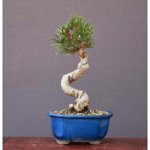 大品盆栽：糸魚川真柏【現品】*【当店へご来店引き取りの方限定