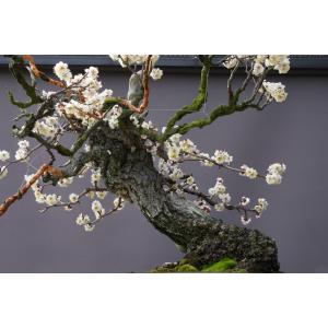 (株)一樹園 山採り野梅【 第62回国風展出品...の詳細画像5