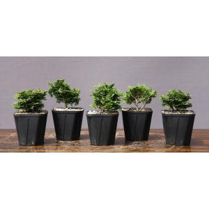 株）一樹園 瑞祥五葉松5本セット 小品盆栽／樹齢2年 : 一樹園 - 通販