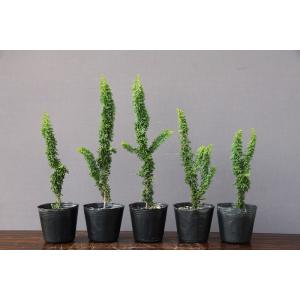 盆栽 特選：皐月(明美の月)現品*さつき サツキ Satsuki bonsai 小品