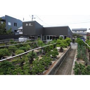 (株)一樹園 宮島五葉松 中品盆栽/樹齢30年の詳細画像5