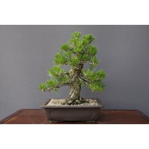 （株）一樹園　　　　黒松　　　　中品盆栽　樹齢30年