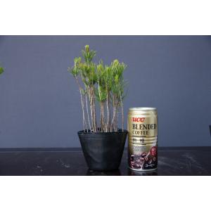 (株)一樹園 赤松5鉢セット 小品盆栽/樹齢3年の詳細画像1