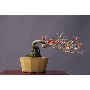 株）一樹園 山採り黒松 大品盆栽／樹齢100年 : 一樹園 - 通販