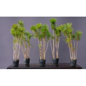 株）一樹園 石鎚五葉松 種100粒 送料無料 代引き日時指定不可（四国